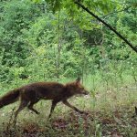 Volpe - Foto p.g.c. Arca del Re Cit